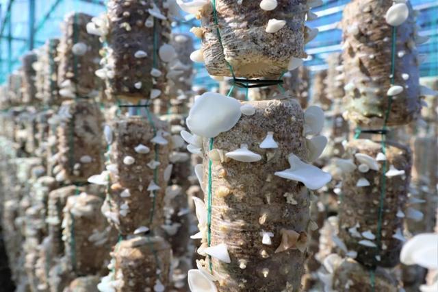 1662883243130594.jpeg 08-26-51-68-283825.jpeg